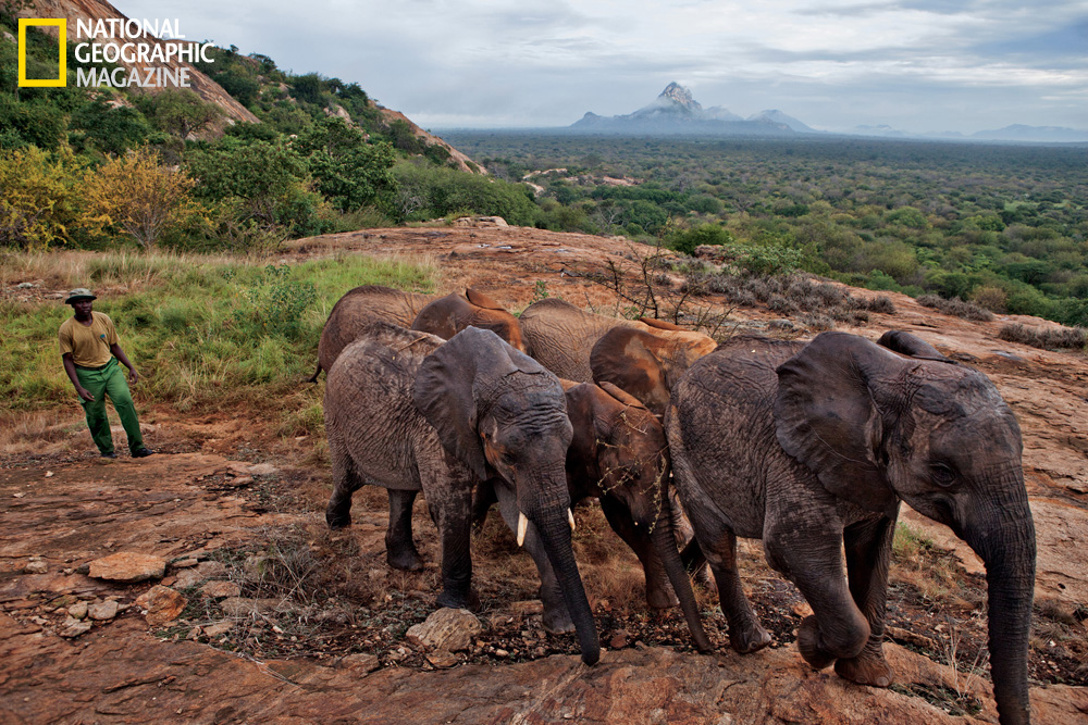 Traveling with Eileen David Sheldrick Wildlife Trust Nairobi Elephant