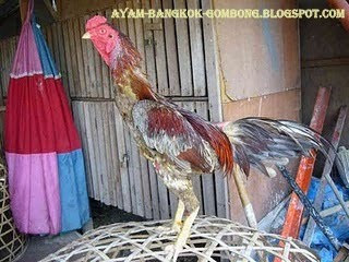 Ayam Bangkok