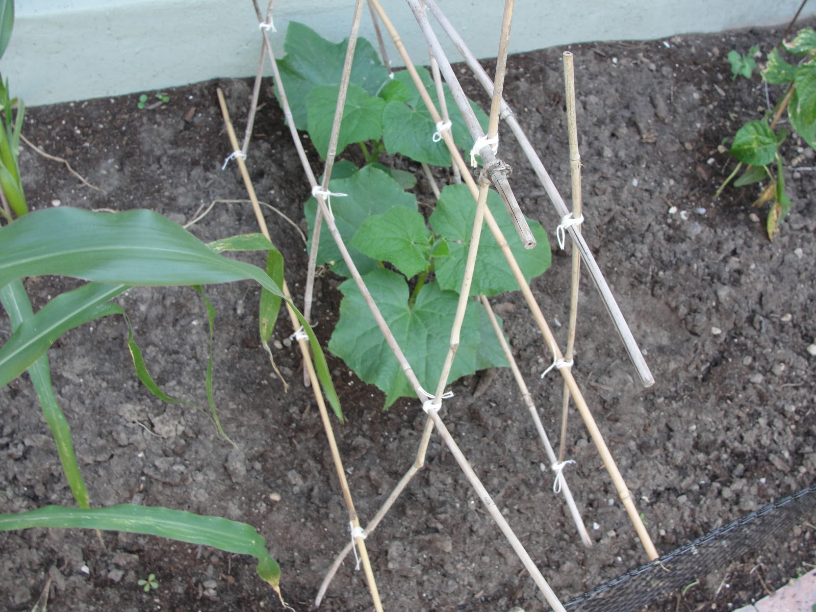 DIY Garden Trellis