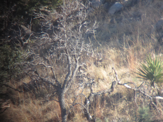 Mexico+Coues+Deer+Hunt+with+Colburn+and+Scott+Outfitters+Justin+Franks+Buck+1.JPG