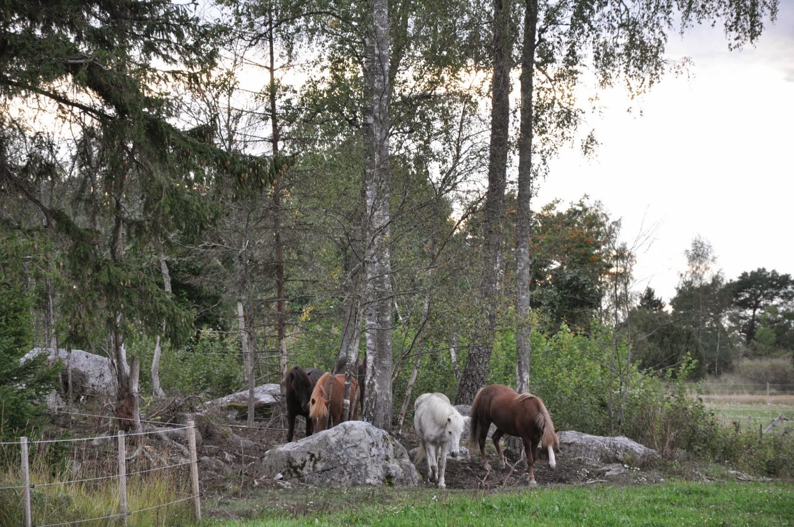 Kurs arkiv sida 3 av 4 bettinas islandshäst