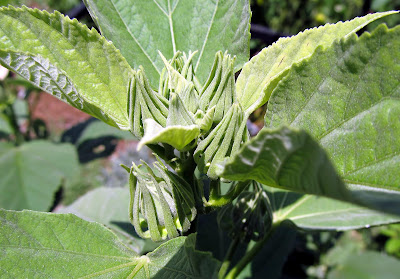 Annieinaustin, hardy hibiscus buds