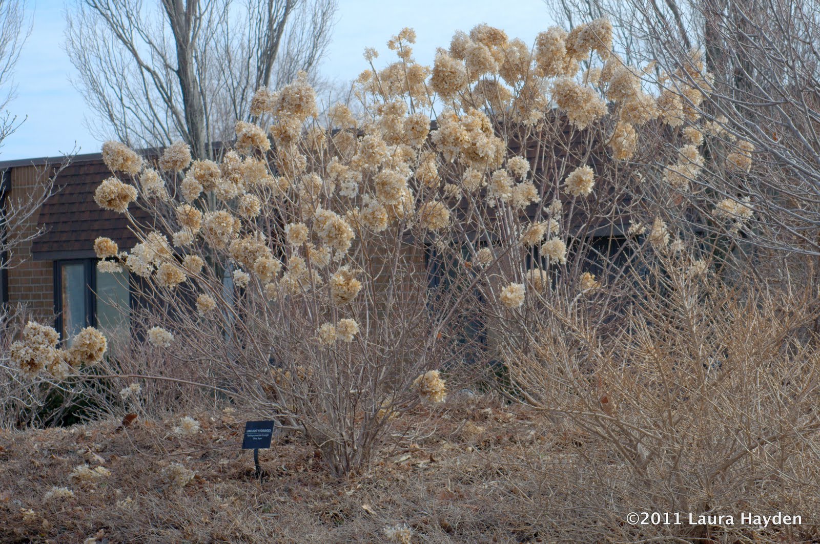 Hydrangea Paniculata Limelight