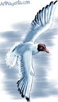 Black-headed Gull is a bird drawing from Bird of the day by ArtMagenta.om