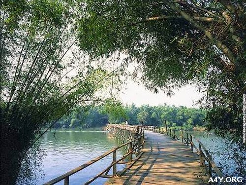 Hình ảnh làng quê đẹp với lũy tre, con trâu, bờ đê,.. Ảnh lũy tre xanh