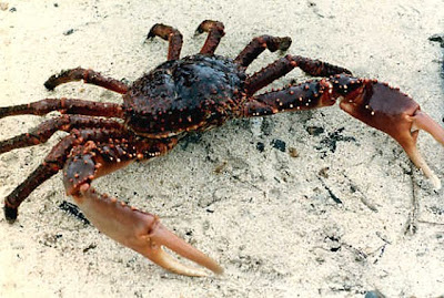 Spinkrab.