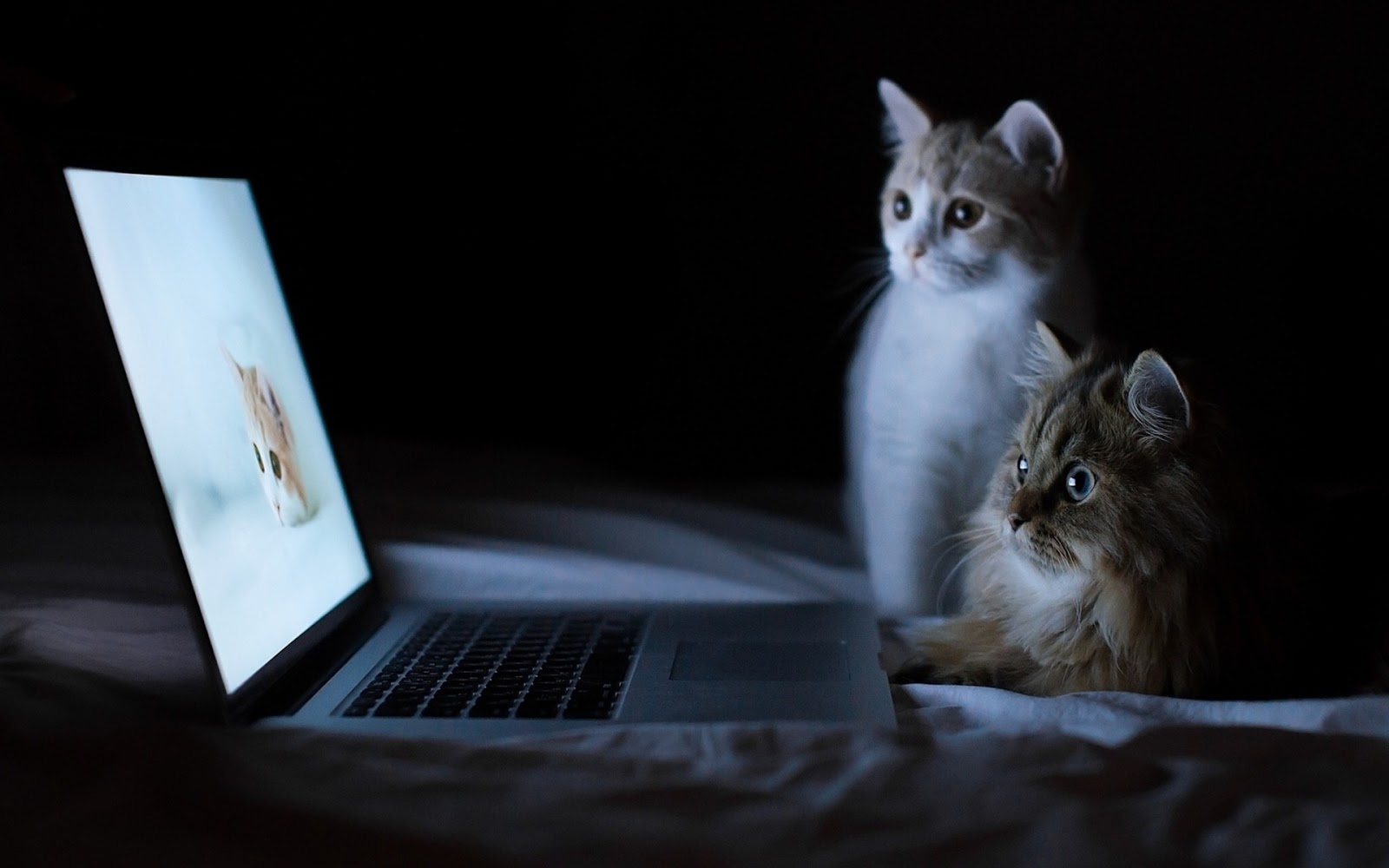 Cat Funny HD Wallpapers 1080p