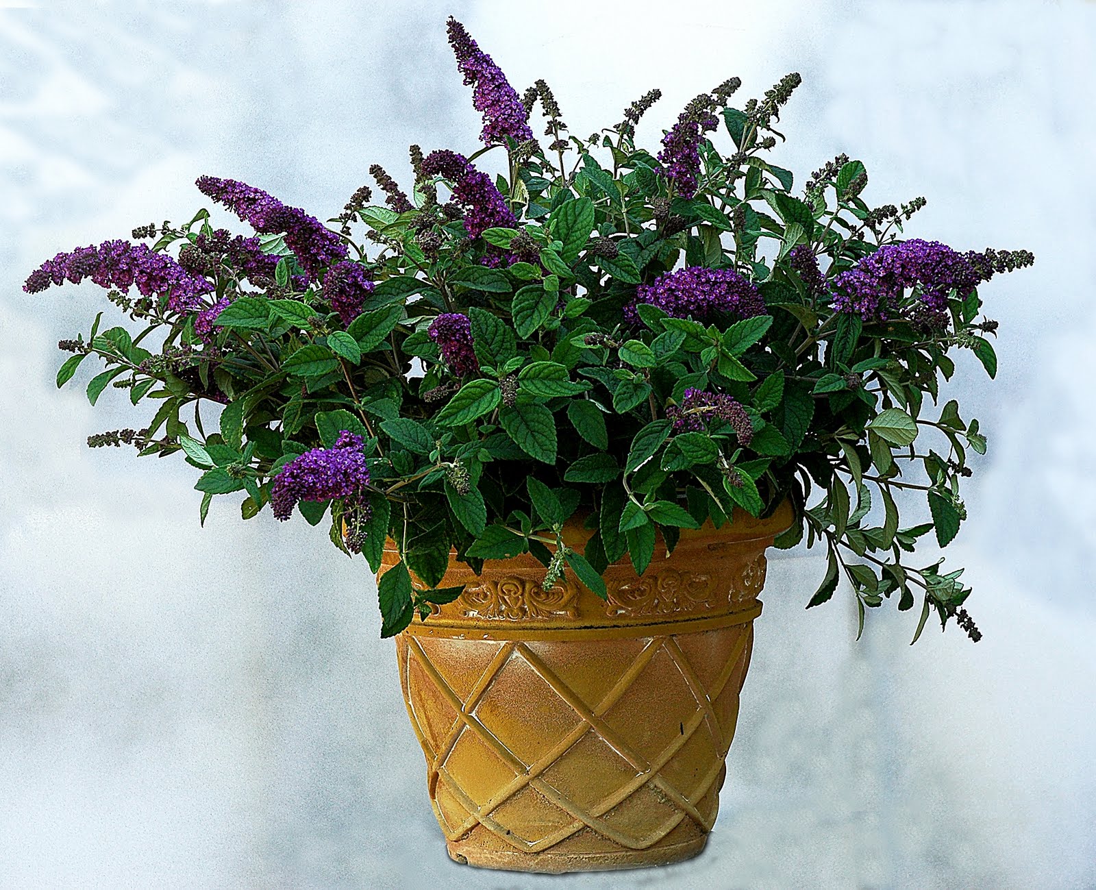 Wyldestone Cottage Buddleia The Butterfly Bush