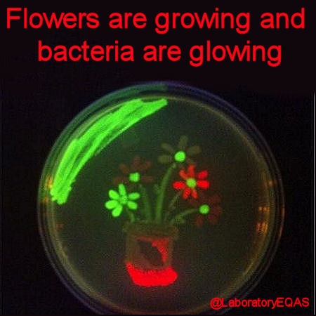 bacteria science fair projects bacteria science fair projects