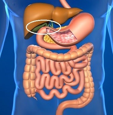 Tuit Nutrition: Digestion for (not-so) Dummies: GPS