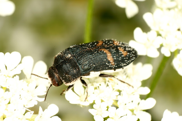 Acmaeoderella mimonti