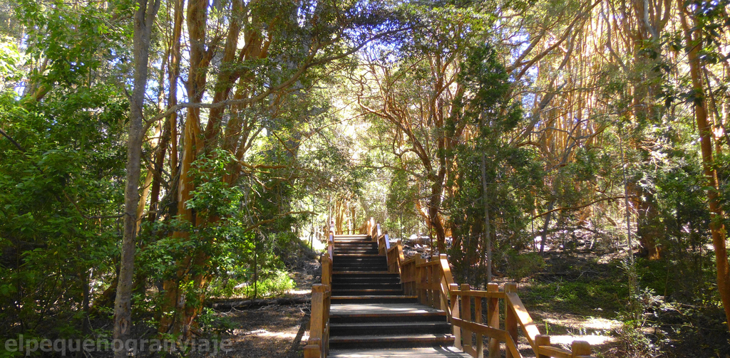 Bosque de Arrayanes El Pequeño Gran Viaje