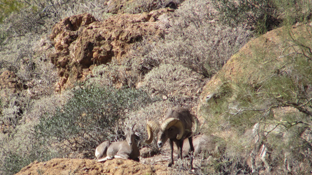 AZ+Desert+Sheep+Hunt+Photos+Big+Rams+Arizona+Desert+Bighorn+Sheep+Society+pics+with+Colburn+and+Scott+Outfitters+30.JPG