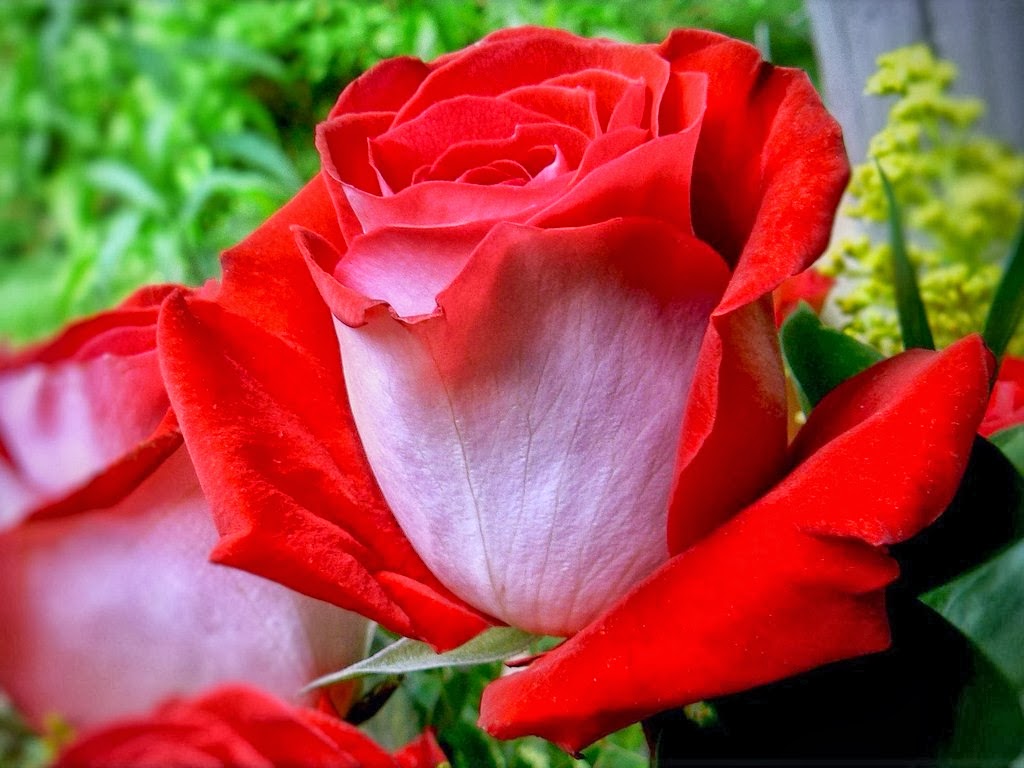 All 4u HD Wallpaper Free Download : Red Rose Wallpapers ...