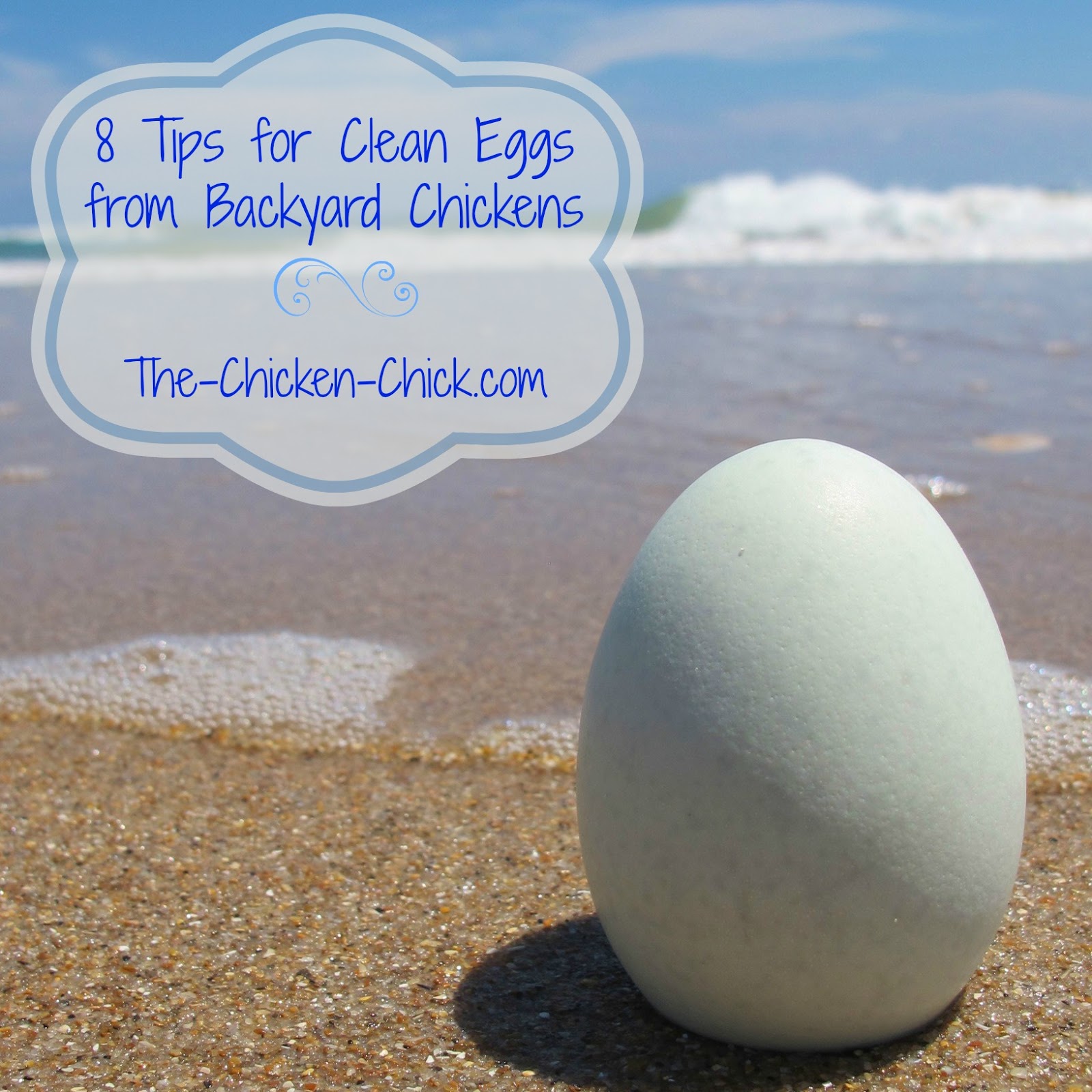 8 Tips for CLEAN EGGS from Backyard Chickens The Chicken Chick®