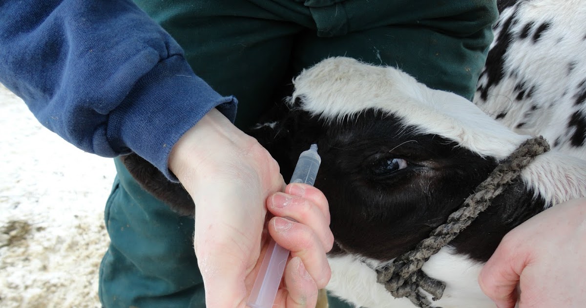 A Day in the Life of a Cow Vet Yup, I "burn" calves...