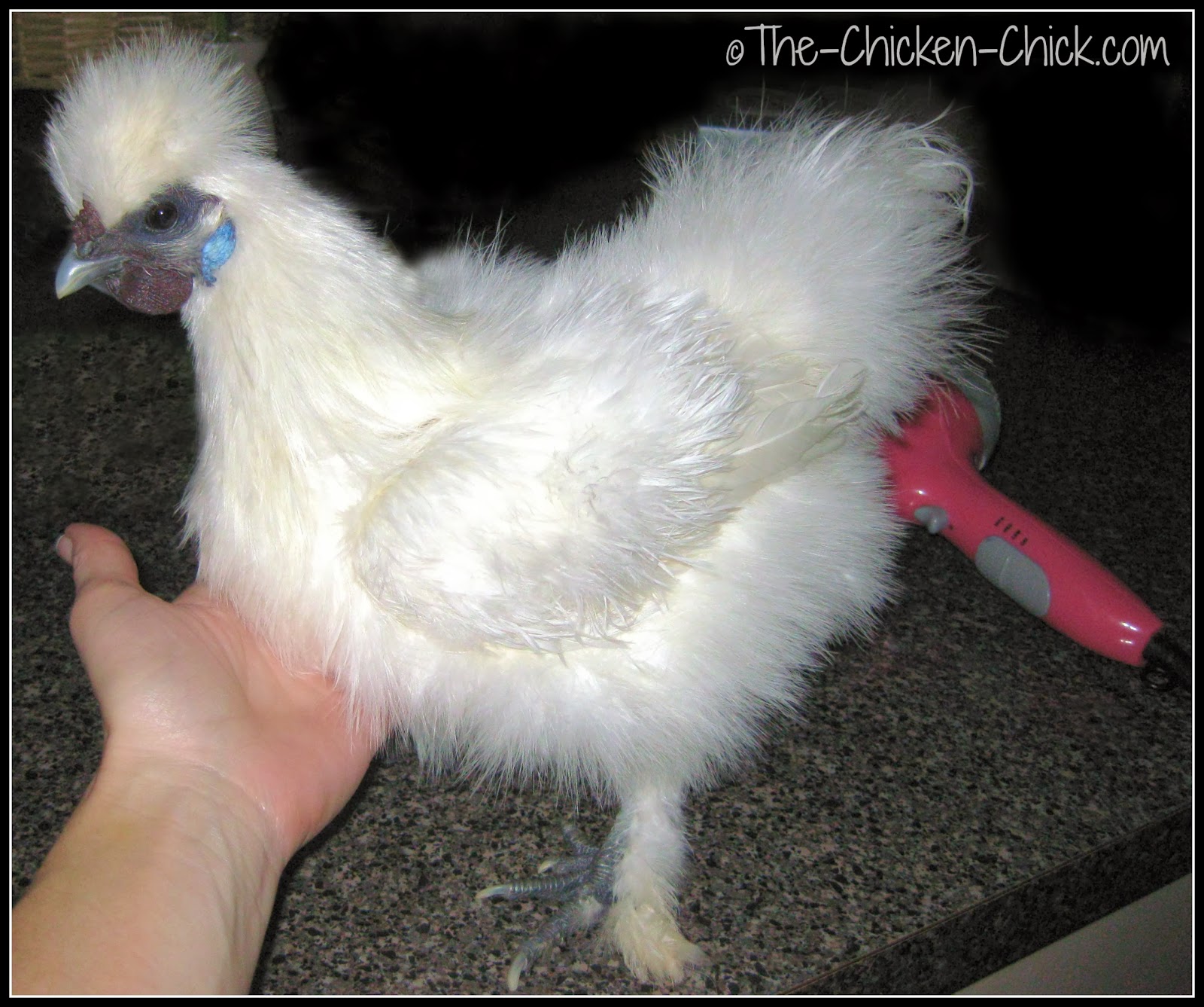 How and When to Give a Chicken a Bath The Chicken Chick®