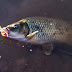 Carpas con equipo ultralight con Black Minnow de Fiiish