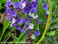 Limonium sventenii