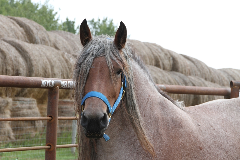 Predator Friendly Ranching : Brabant Horses