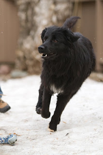 >Charlie ADOPTED >Charlie ADOPTED