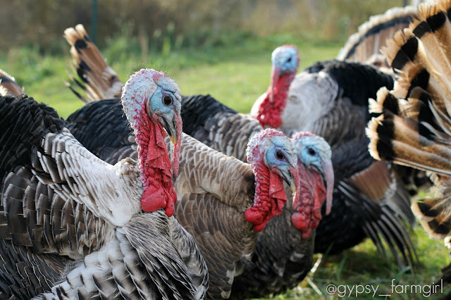 Sweetgrass turkeys - jakes - strutting for Gypsy Farmgirl