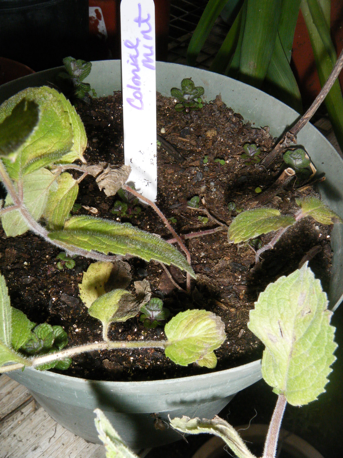 Flour Sack Mama Organic Herb Greenhouse