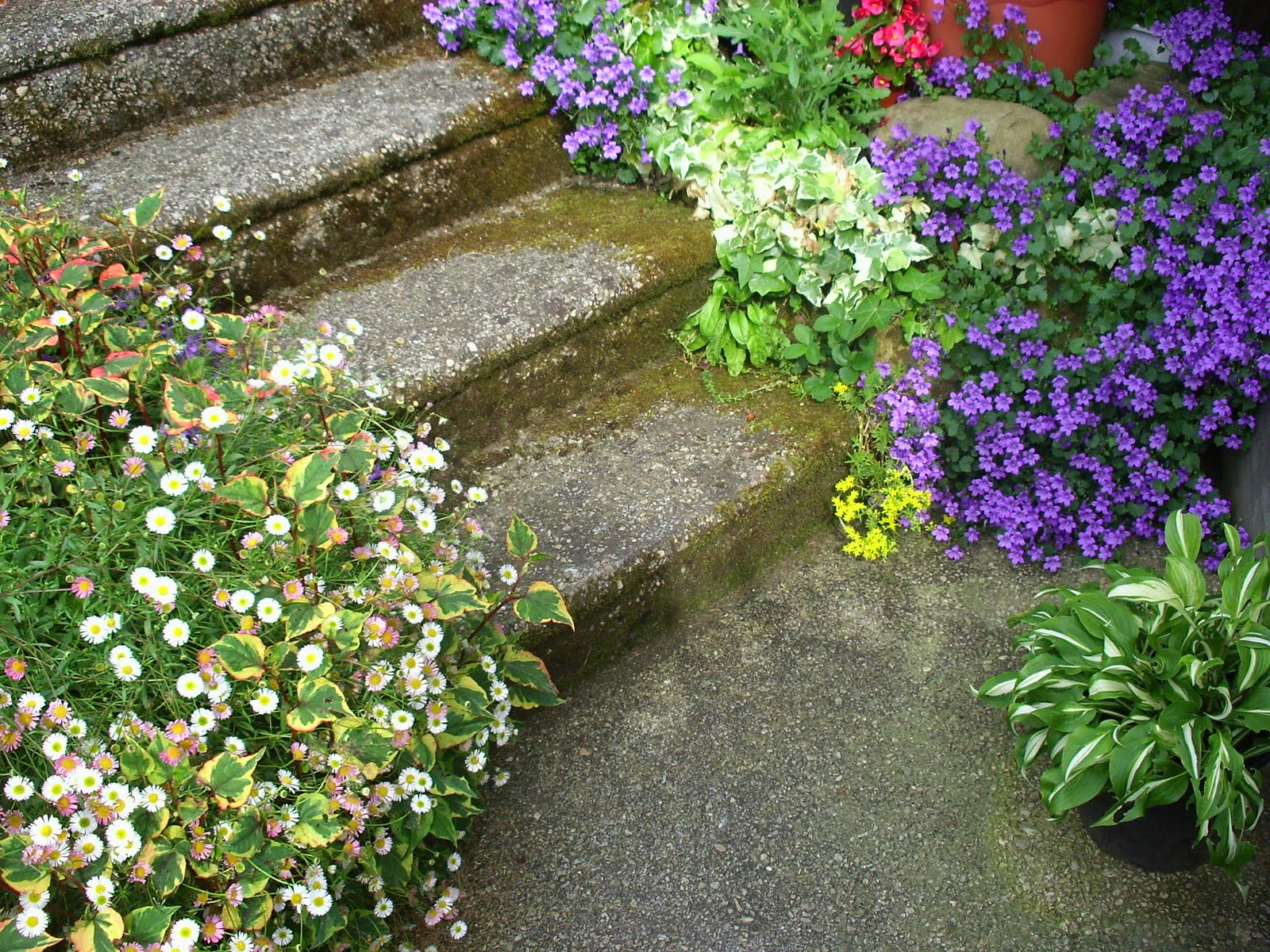 El blog de Delsa: JUGANDO EN EL JARDÍN