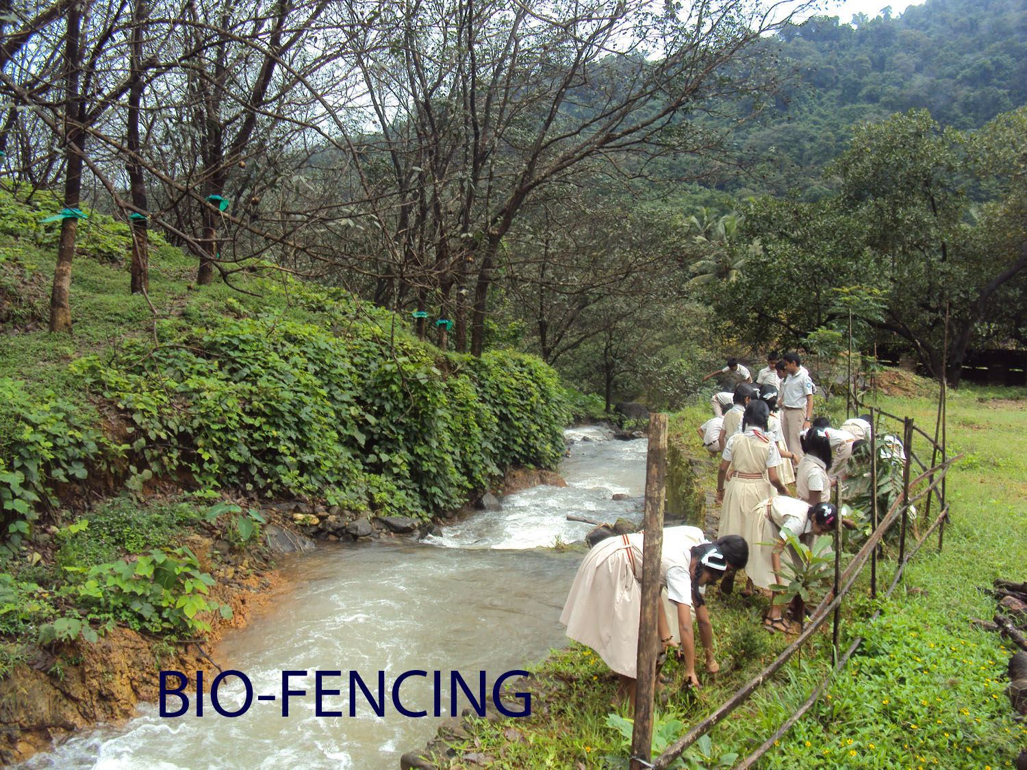 AMBAYATHODE U P SCHOOL Bio Fencing