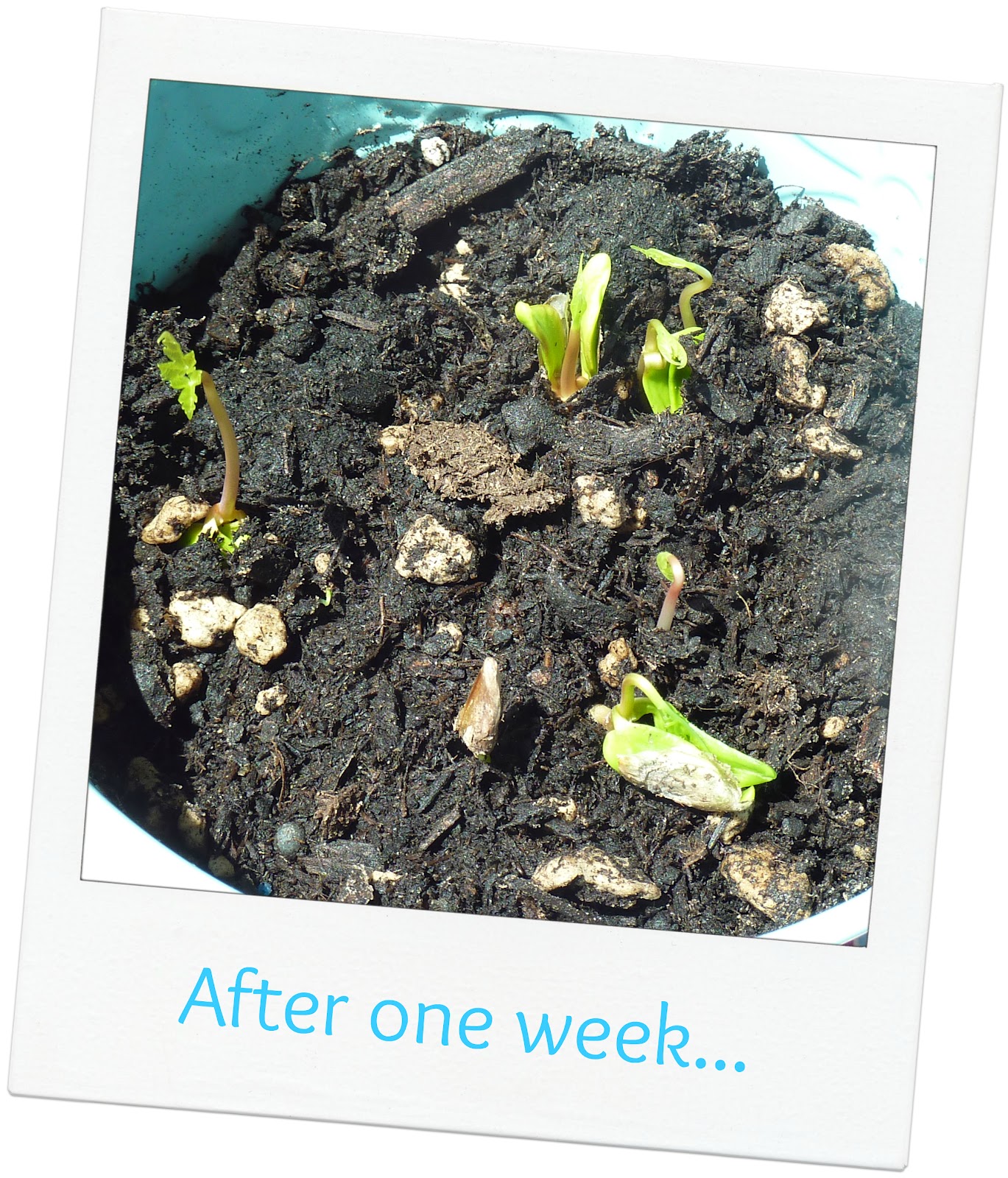 No time to be bored Propeller seeds fun and easy kids activity