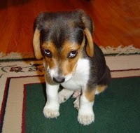 Keep your dog-killing kid away from me, Huckabee