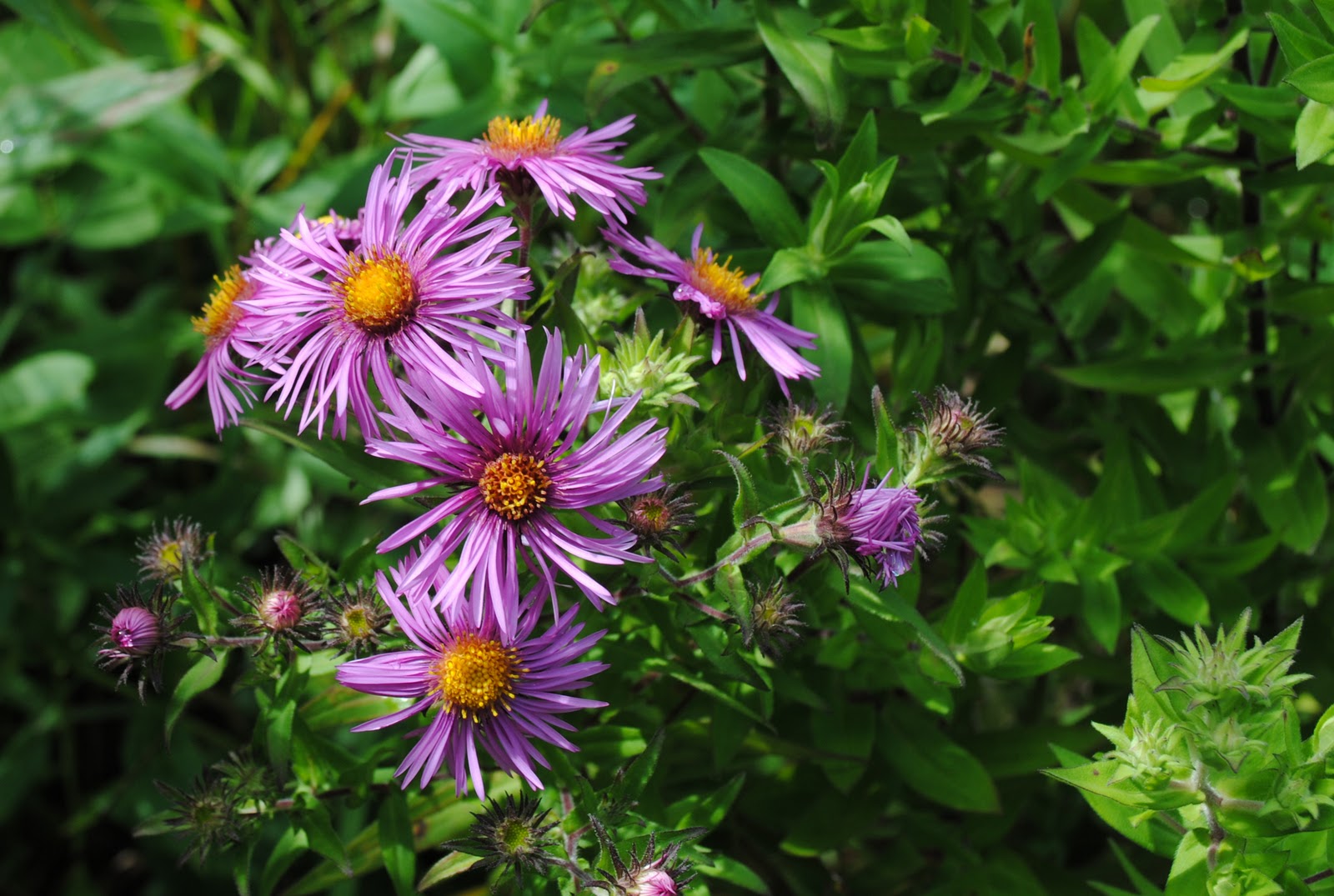 Field Notes and Photos Acadia National Park Jesup Path