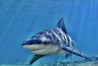 Bull Shark Facts