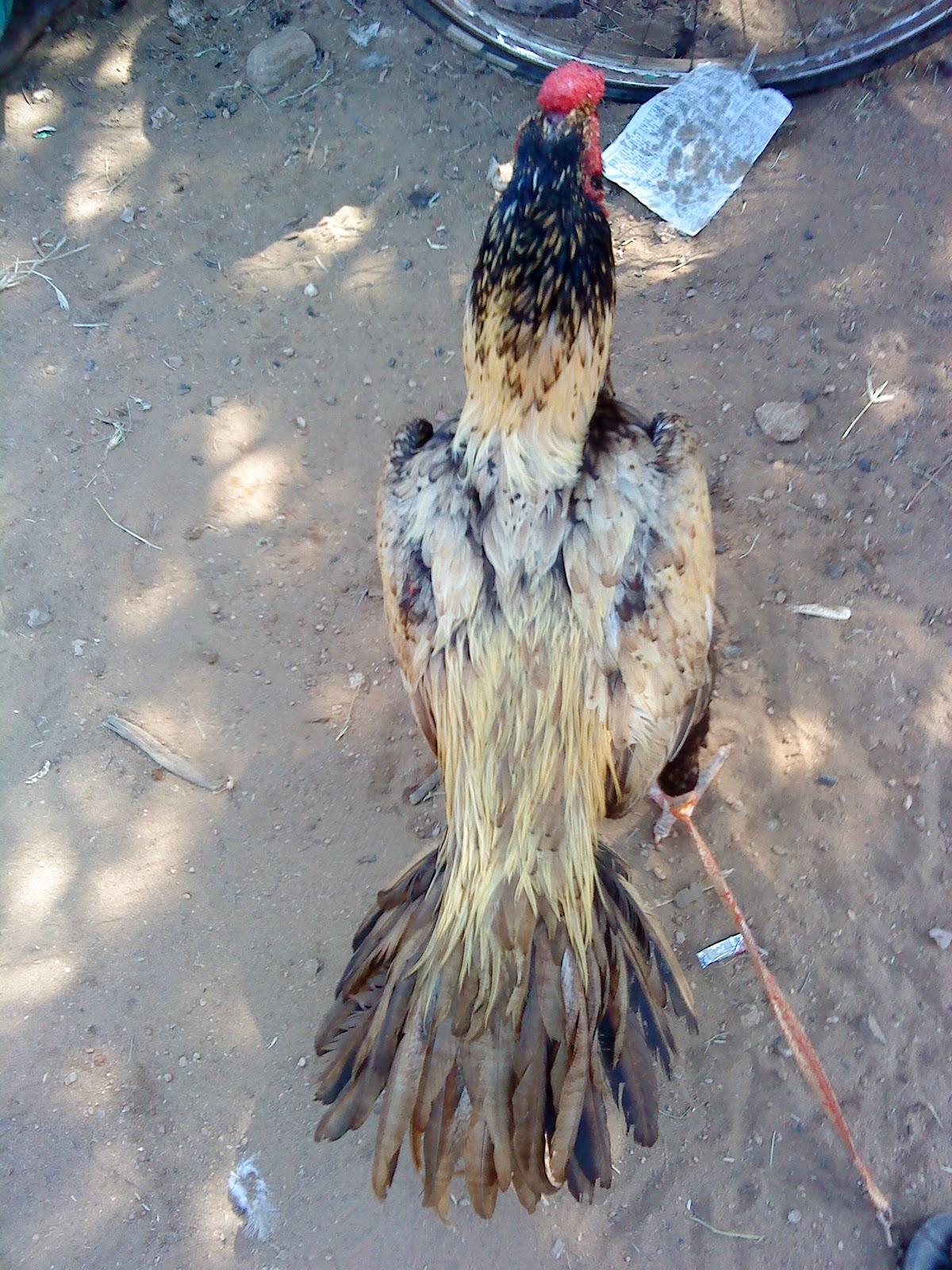 TAMIL ASILS TAMIL ASIL KNIFE FIGHTERS