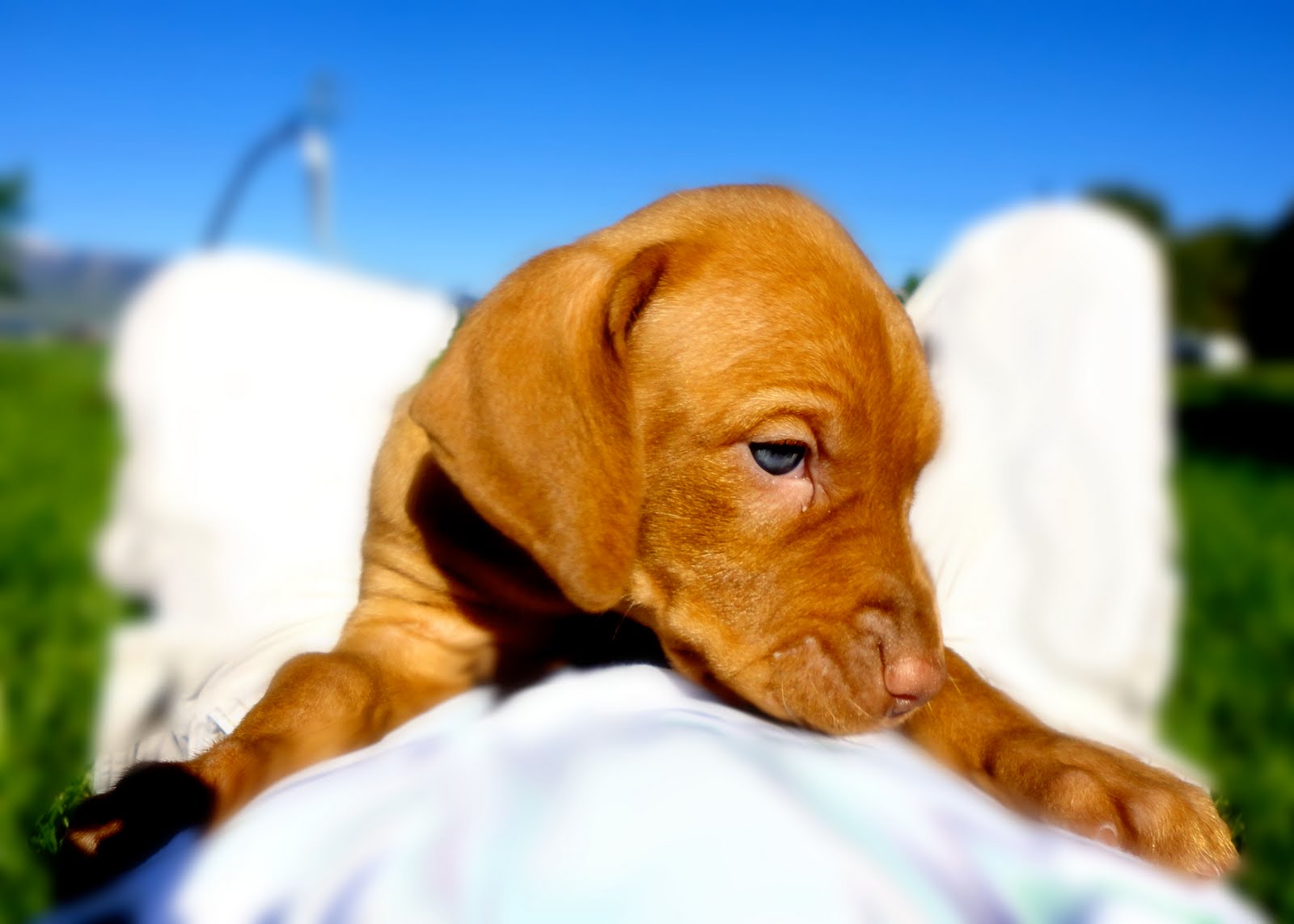 vizsla puppies mn hungarian vizsla puppies wa vizsla puppies mn hungarian vizsla puppies wa