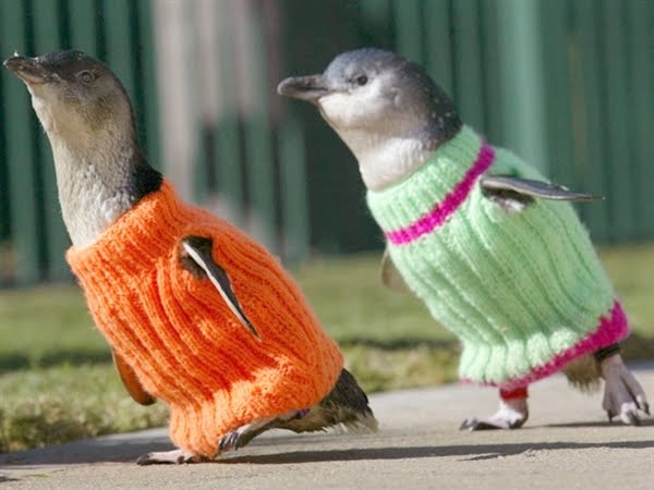 Penguins%2Bin%2BSweaters.jpg