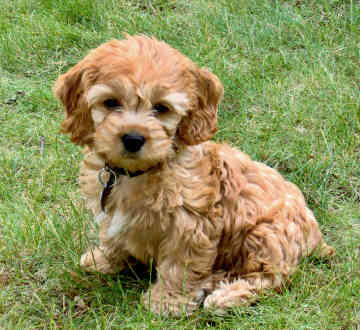 Cockapoo Puppies on Cockapoo Puppy Pictures Puppy Pictures And Information