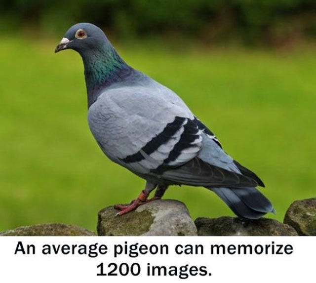 interesting general knowledge facts
