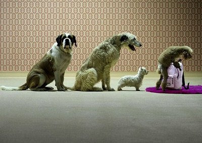 Funny DOG Pictures