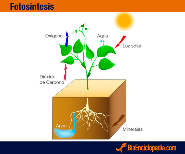 fotosíntesis -5