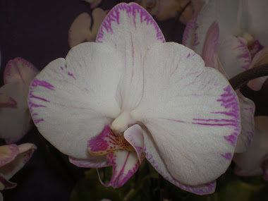 orchid 027