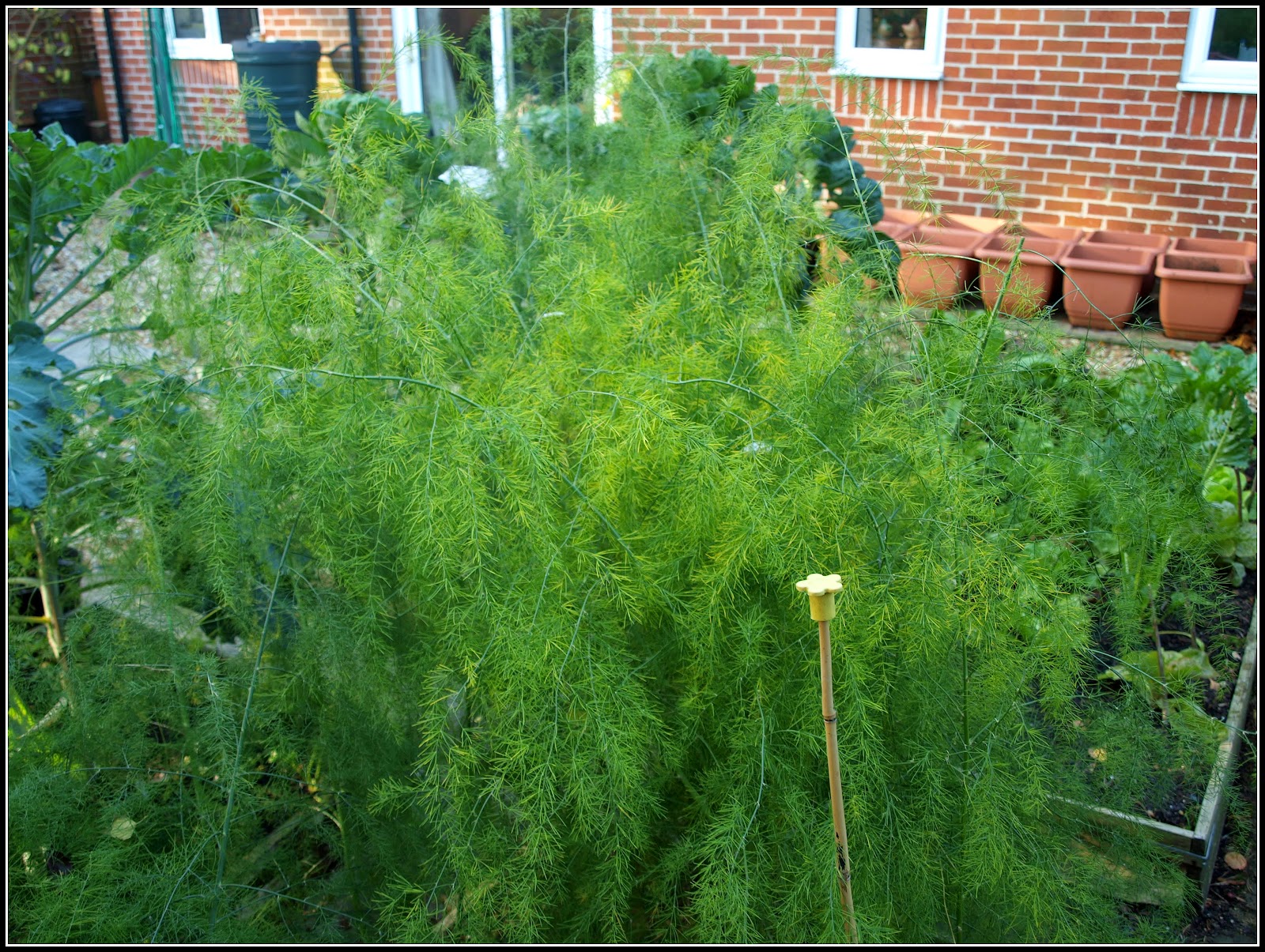 Mark's Veg Plot Gardening opportunities diminishing...