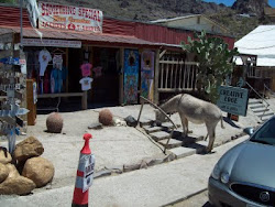 Oatman, Az. The city is full of burros