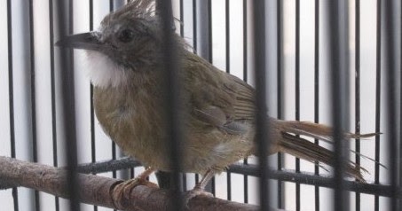 Seputar Burung Aduan Tips Agar Burung Kapas Tembak Bakalan Gacor