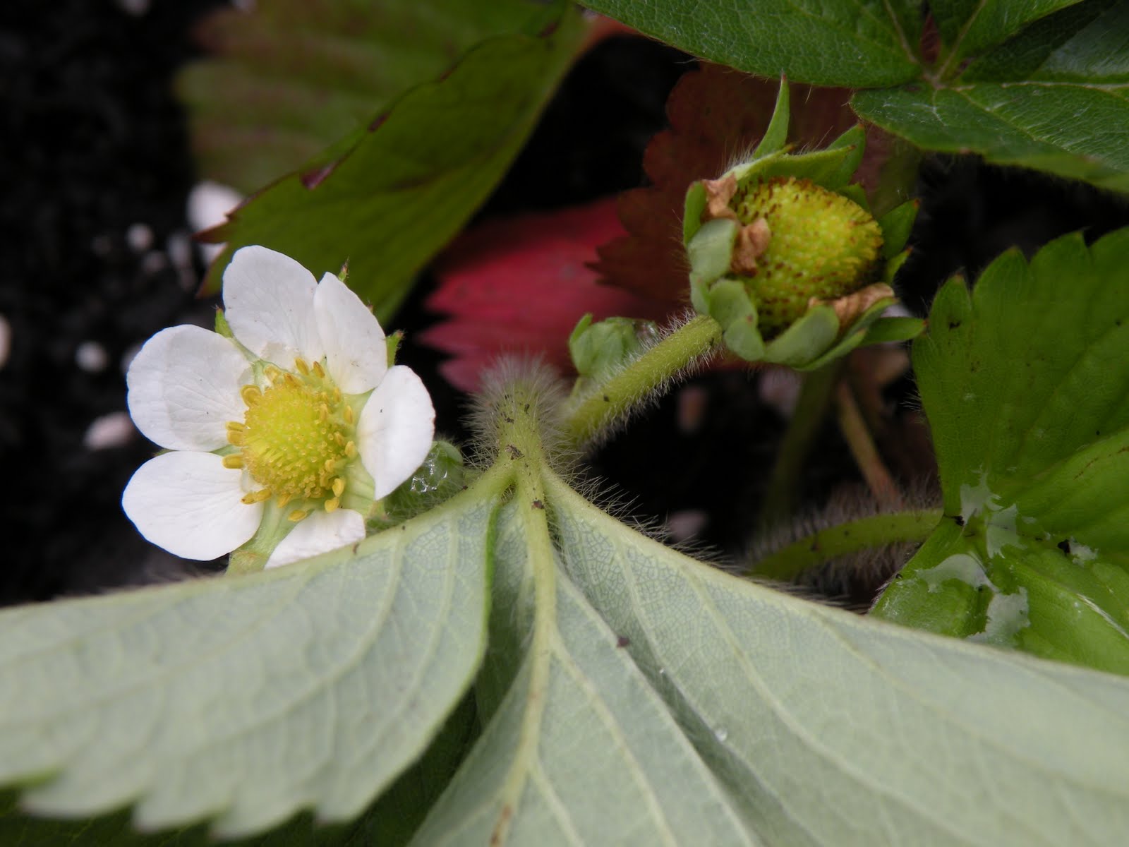 busylittleelf: June 2011