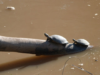Mamma and Baby Turtles