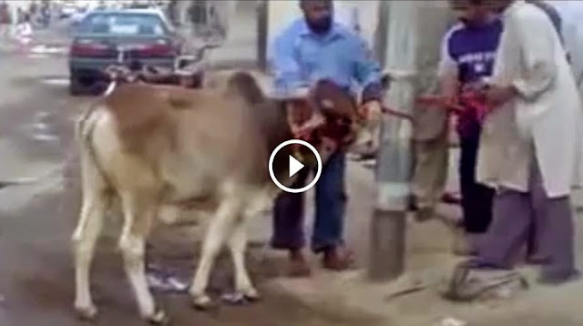 qurbani 2014, cow mandi, cow mandi pakistan,Funter Cow run before qurbani cow running Eid Qurbani 2014 2013, Funter Cow run before qurbani cow running Eid Qurbani 2014 2014, cattle farming in pakistan,