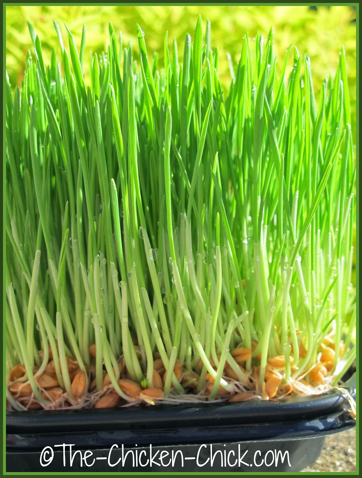 Sprouting Grains for Chickens Fodder for Thought The Chicken Chick®