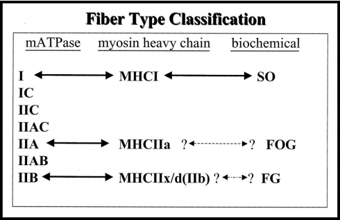 Muscle Fiber Types Chart