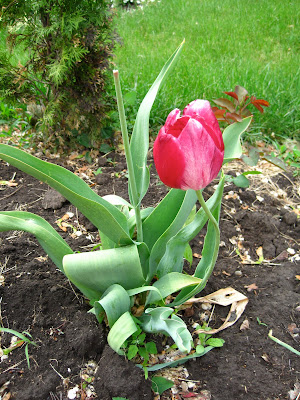 Enjoying My Garden: Flowers of Ukraine...